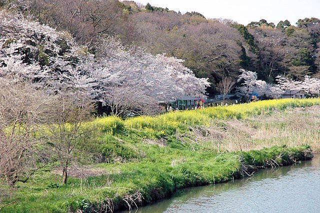🌳 꽃섬 공원 (하나시마 코엔) 이미지 8
